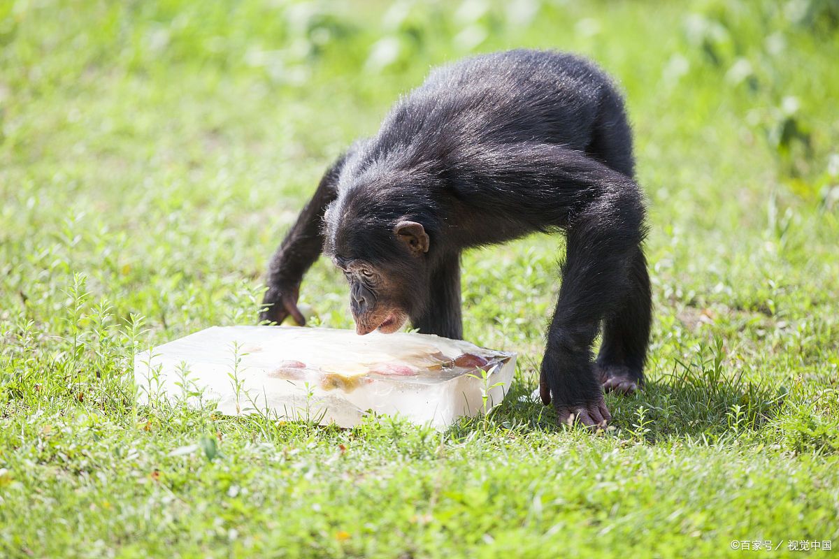 今夜欧冠焦点战；里尔防线松动；引发热议；数据趋势出现新变化的简单介绍开云登录入口